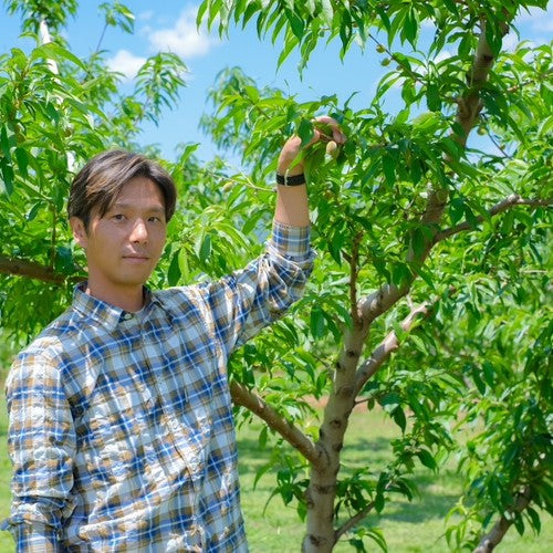 【限定50セット】山梨の桃食べ比べ（全3回）<br>受付期間：6月9日～6月30日