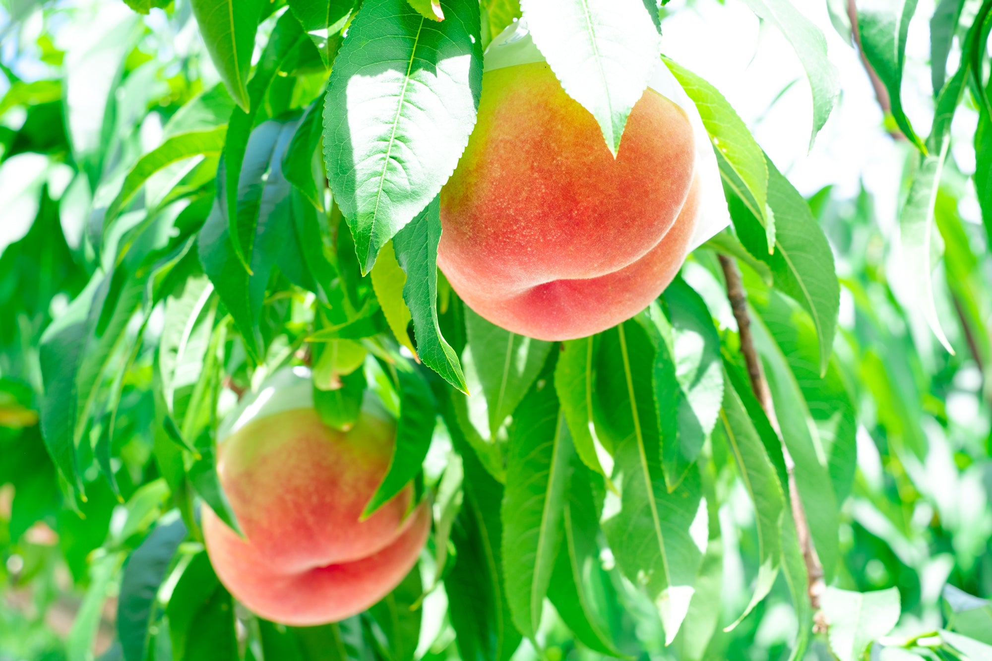 AmiNature | 桃、ぶどう、ドライフルーツ、香草果の通販サイト AmiNature