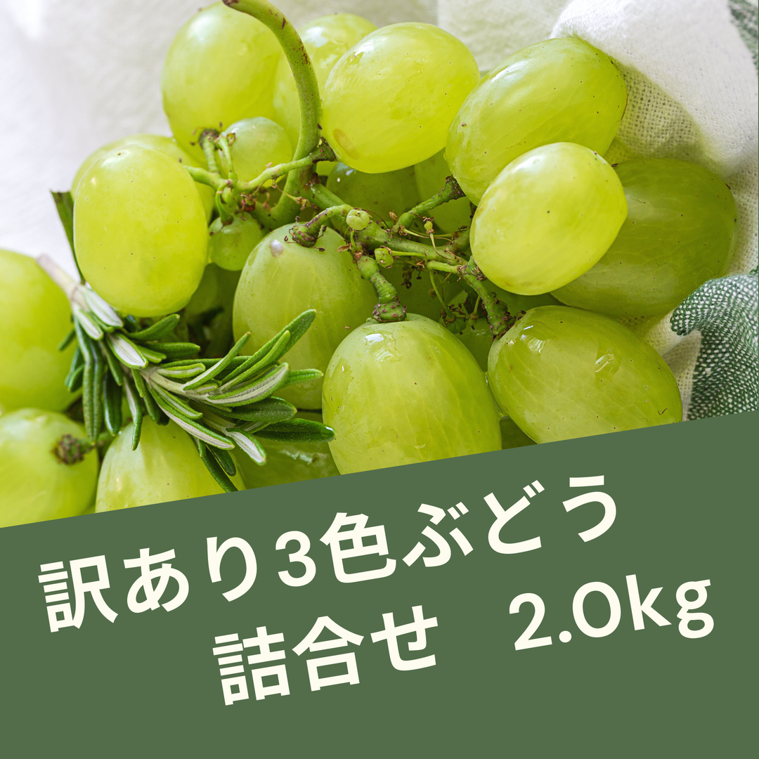 【数量限定】訳あり 山梨県産葡萄3色詰合せ (2.0kg)<br>ご家庭用として多品種の葡萄が味わえるお得なセット